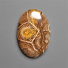 Moroccan Fossil Coral Cabochon
