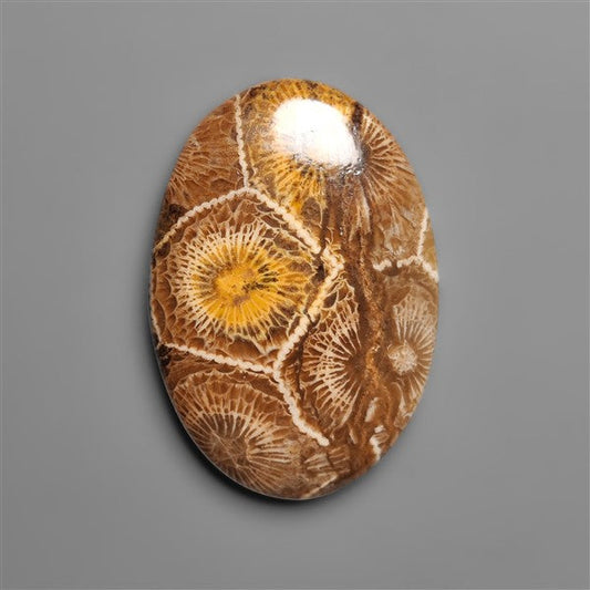 Moroccan Fossil Coral Cabochon