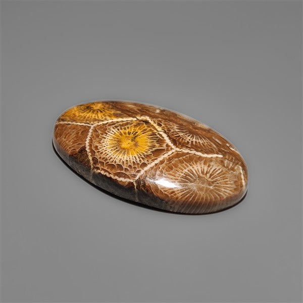 Moroccan Fossil Coral Cabochon