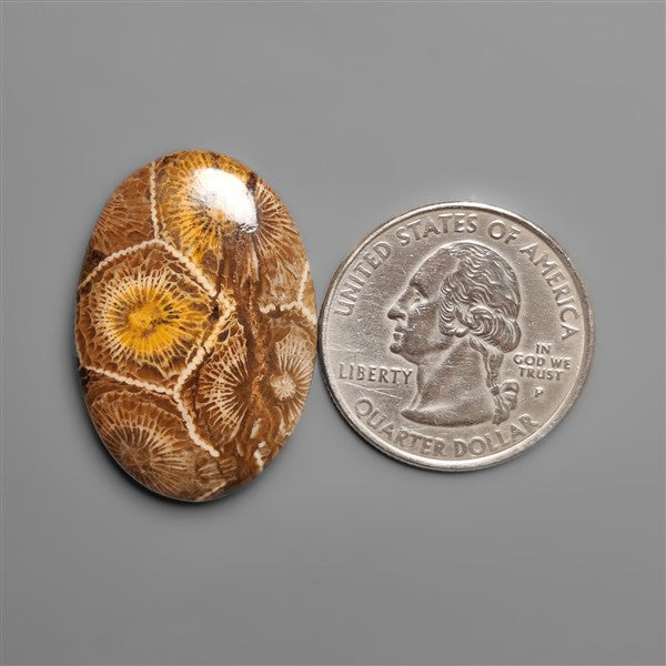 Moroccan Fossil Coral Cabochon