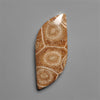 Moroccan Fossil Coral Cabochon