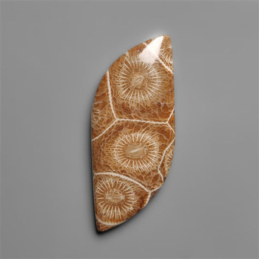 Moroccan Fossil Coral Cabochon