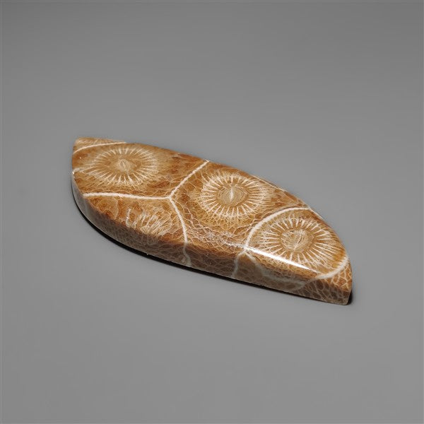 Moroccan Fossil Coral Cabochon