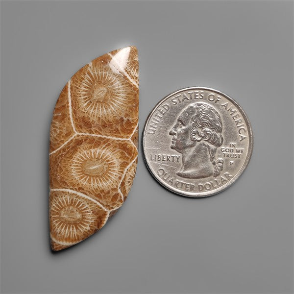 Moroccan Fossil Coral Cabochon