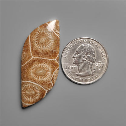 Moroccan Fossil Coral Cabochon