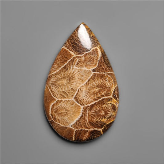 Moroccan Fossil Coral Cabochon
