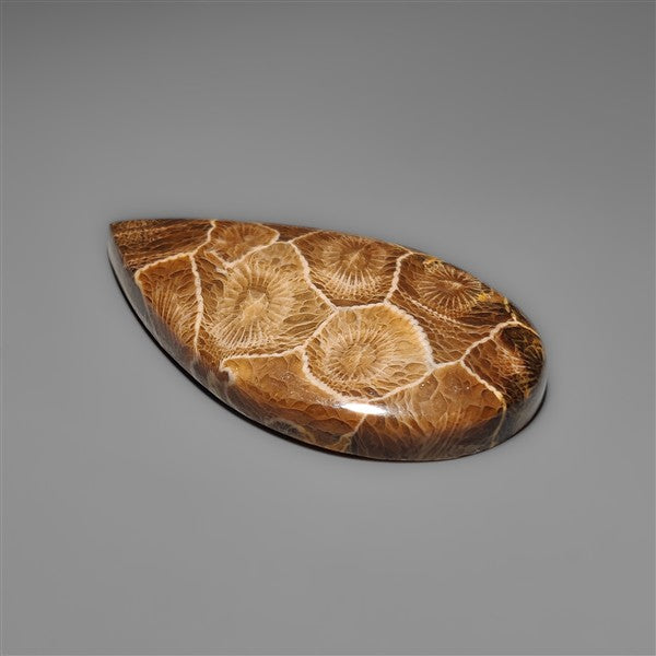 Moroccan Fossil Coral Cabochon