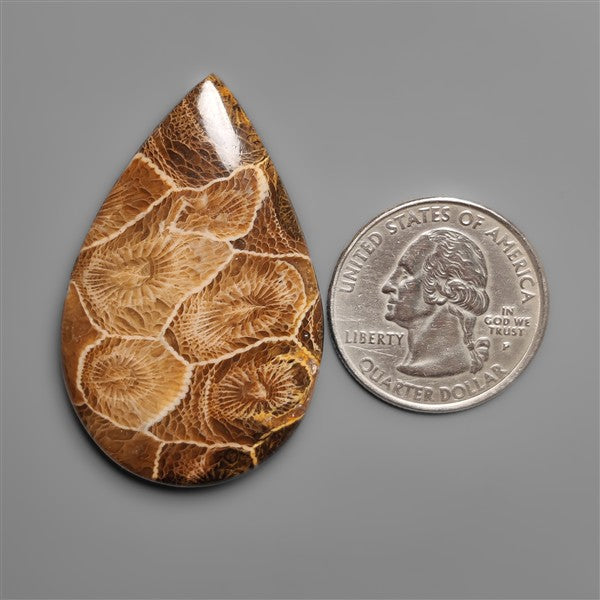 Moroccan Fossil Coral Cabochon