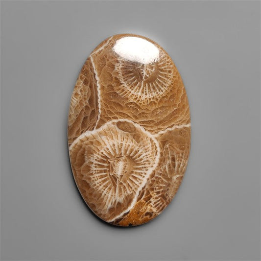 Moroccan Fossil Coral Cabochon