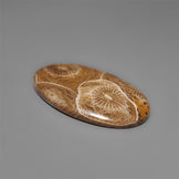 Moroccan Fossil Coral Cabochon