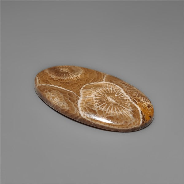 Moroccan Fossil Coral Cabochon