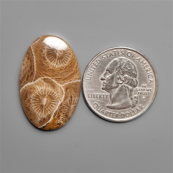 Moroccan Fossil Coral Cabochon