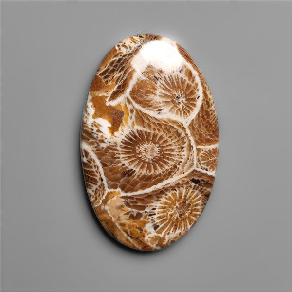 Moroccan Fossil Coral Cabochon