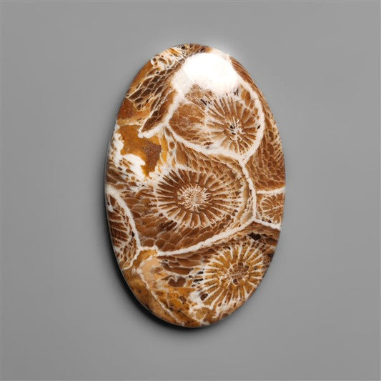 Moroccan Fossil Coral Cabochon