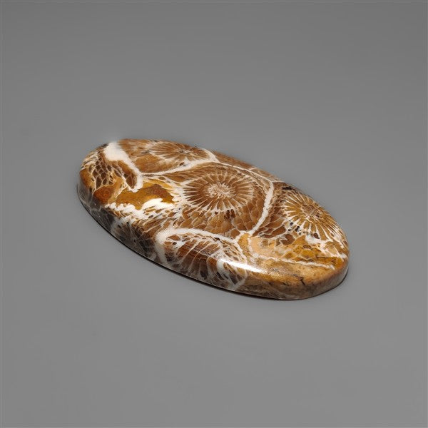 Moroccan Fossil Coral Cabochon