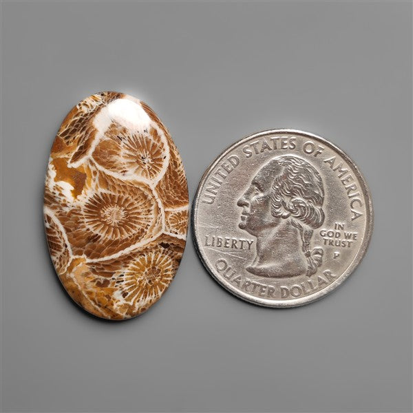 Moroccan Fossil Coral Cabochon