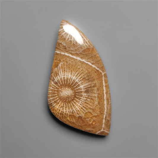 Moroccan Fossil Coral Cabochon