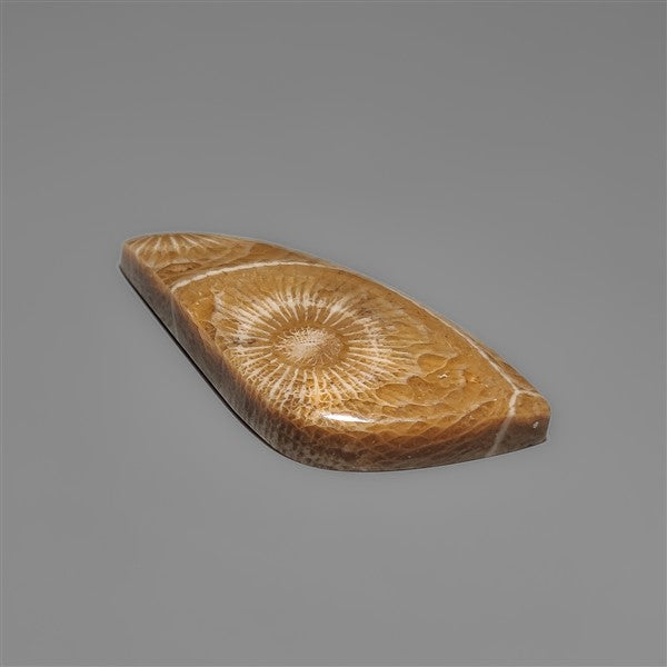 Moroccan Fossil Coral Cabochon
