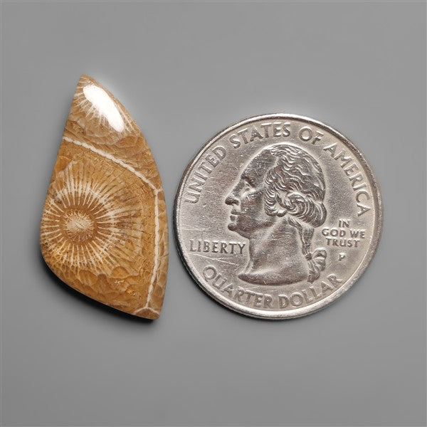 Moroccan Fossil Coral Cabochon