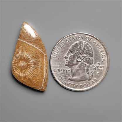 Moroccan Fossil Coral Cabochon