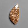 Moroccan Fossil Coral Cabochon
