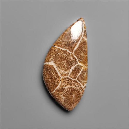 Moroccan Fossil Coral Cabochon