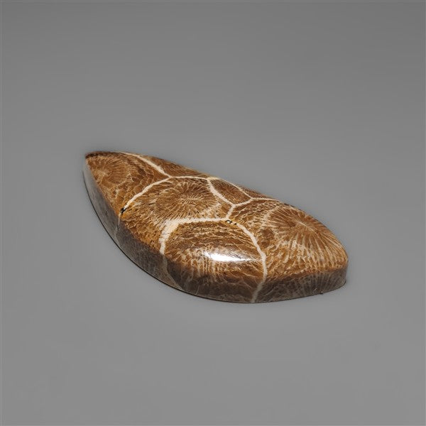 Moroccan Fossil Coral Cabochon