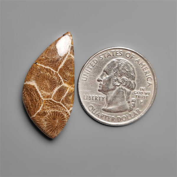 Moroccan Fossil Coral Cabochon