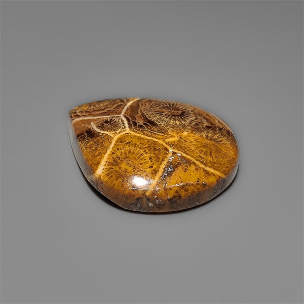 Moroccan Fossil Coral Cabochon