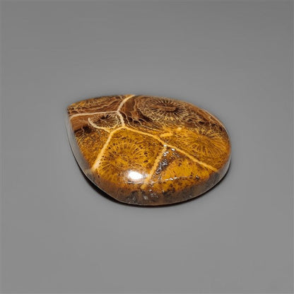 Moroccan Fossil Coral Cabochon
