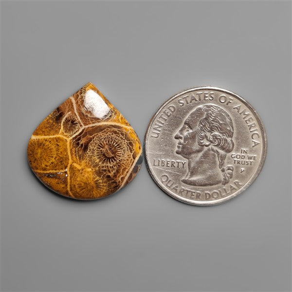 Moroccan Fossil Coral Cabochon