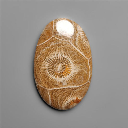 Moroccan Fossil Coral Cabochon