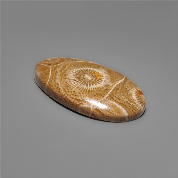 Moroccan Fossil Coral Cabochon