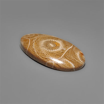 Moroccan Fossil Coral Cabochon
