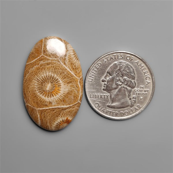Moroccan Fossil Coral Cabochon