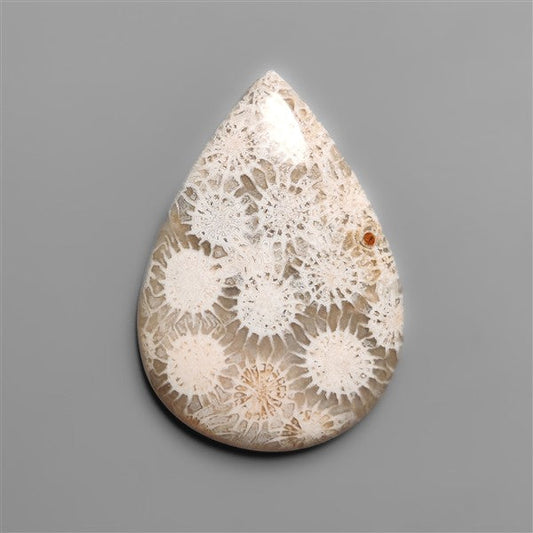 Fossil Coral Cabochon