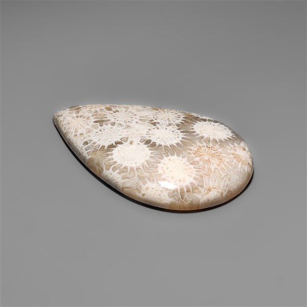 Fossil Coral Cabochon