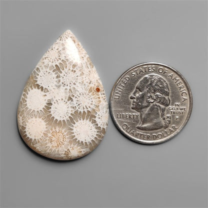Fossil Coral Cabochon