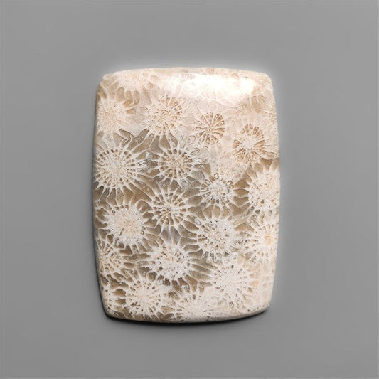 Fossil Coral Cabochon
