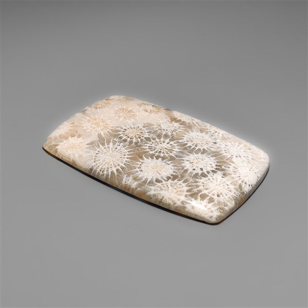 Fossil Coral Cabochon