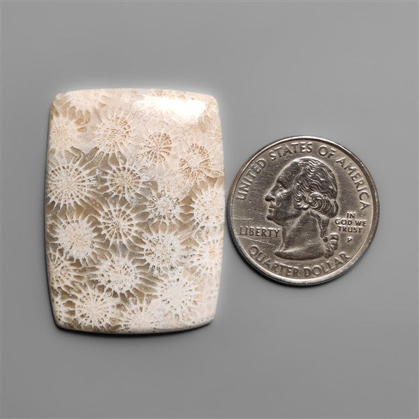 Fossil Coral Cabochon