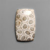 Fossil Coral Cabochon