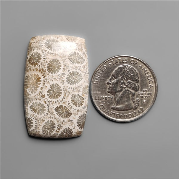 Fossil Coral Cabochon