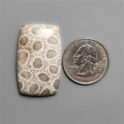 Fossil Coral Cabochon