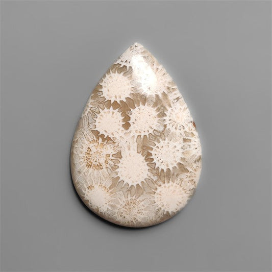 Fossil Coral Cabochon