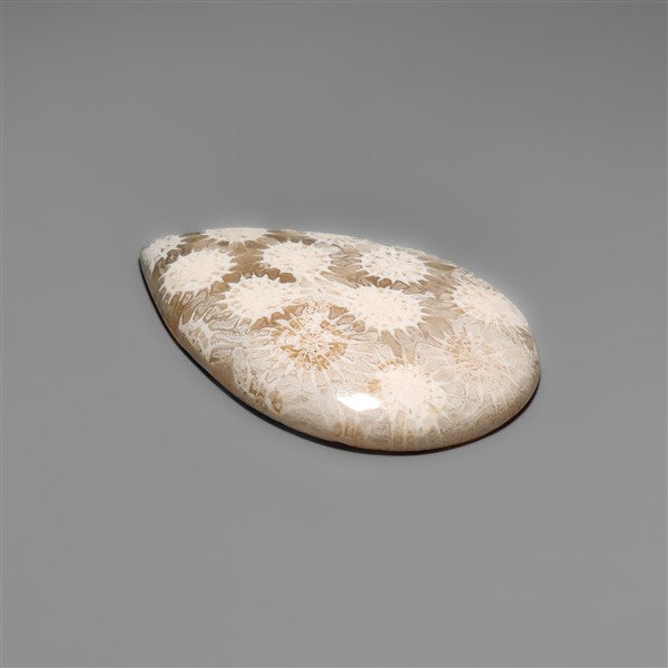 Fossil Coral Cabochon