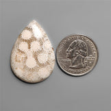 Fossil Coral Cabochon