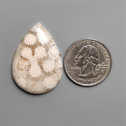 Fossil Coral Cabochon