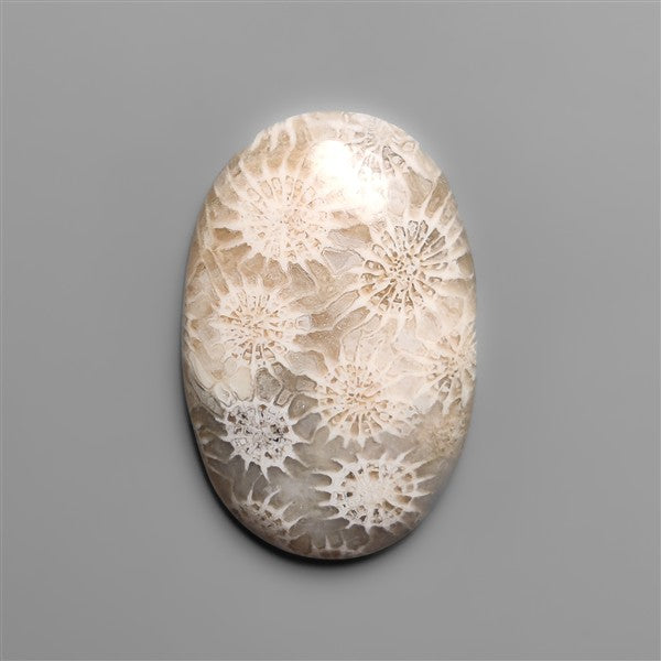 Fossil Coral Cabochon