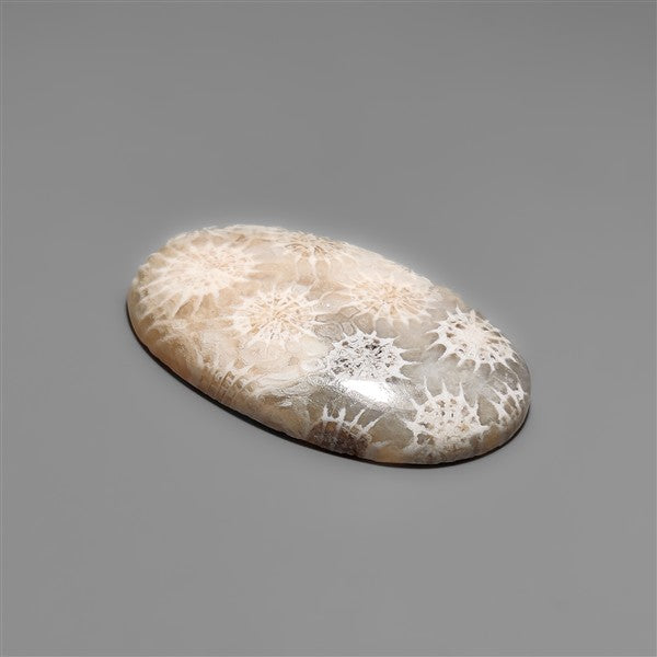 Fossil Coral Cabochon